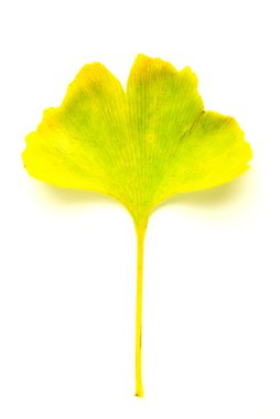 GINKO biloba ağaç beyaz üzerine düşen sonbahar yaprak Kuru