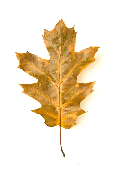 Trockenes gefallenes Herbstblatt eines Baumes auf weißem Grund — Stockfoto