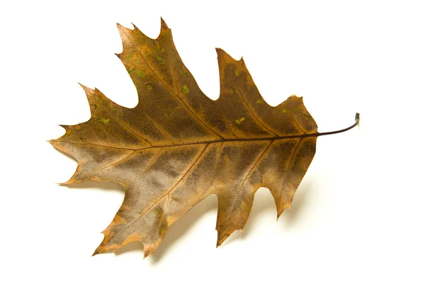 Folha de outono caída seca de uma árvore no branco — Fotografia de Stock