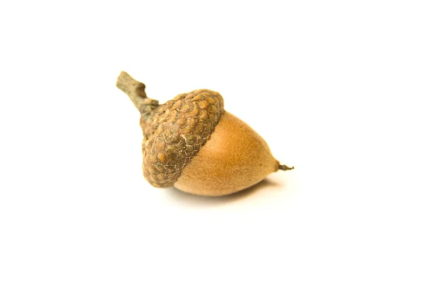 Een herfst acorn gedroogd op over Wit — Stockfoto