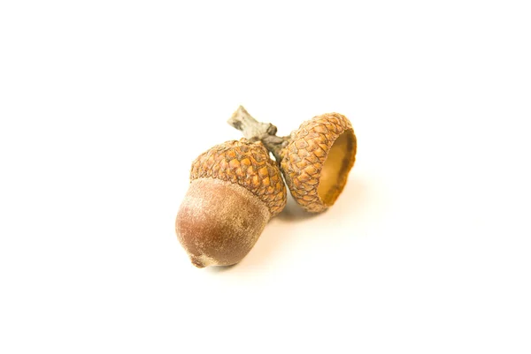 Een herfst acorn gedroogd op over Wit — Stockfoto