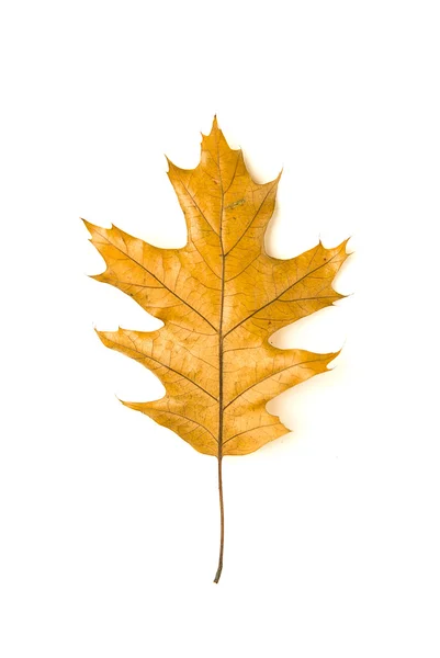 Trockenes gefallenes Herbstblatt eines Baumes auf weißem Grund — Stockfoto