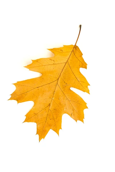 Dry fallen autumn leaf of a tree on white — Stock Photo, Image
