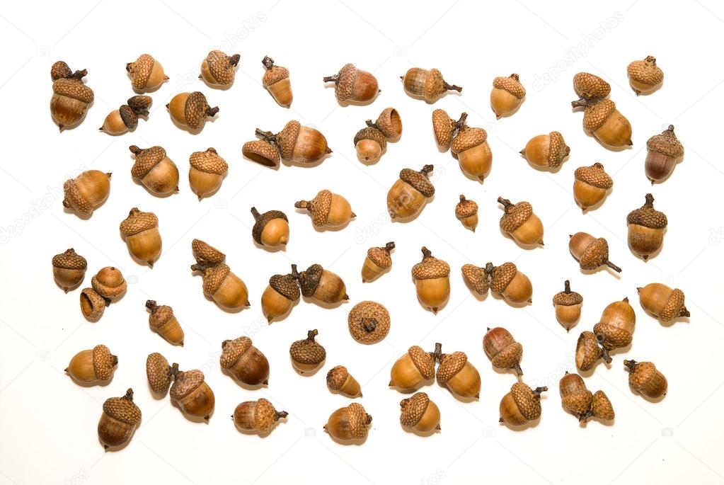 Many dried autumn acorns on over white