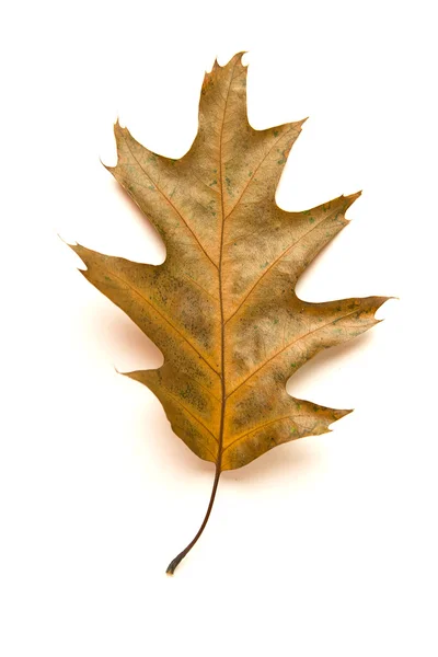 Folha de outono caída de um carvalho no branco — Fotografia de Stock