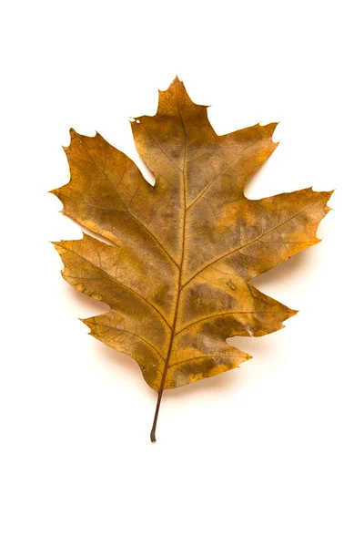 Spadlý podzimní list dubu na bílém — Stock fotografie