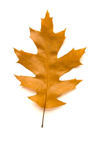 Trockenes gefallenes Herbstblatt eines Baumes auf weißem Grund — Stockfoto