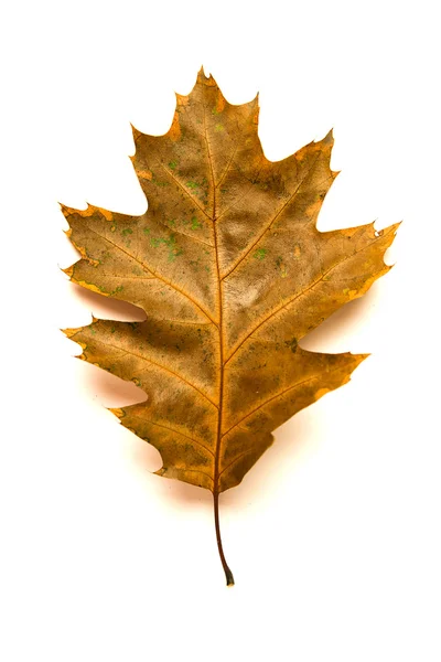 Folha de outono caída seca de uma árvore no branco — Fotografia de Stock