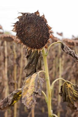 Sonbahar alan bir kurutulmuş ayçiçeği