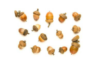 Birçok beyaz üzerinde sonbahar meşe palamutları kurutulmuş