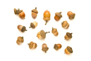 Birçok beyaz üzerinde sonbahar meşe palamutları kurutulmuş