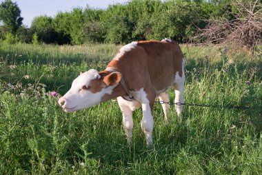 Çiftlikte çayırda otlatma buzağı