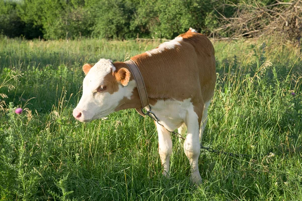 Выпас теленка на лугу на ферме — стоковое фото