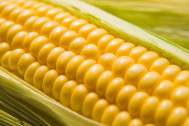 Mısır closeup tohumlar meyve.