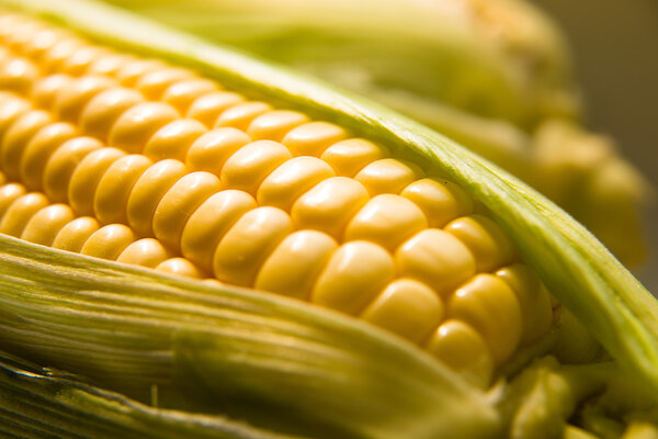 The seeds  fruit of the corn closeup.