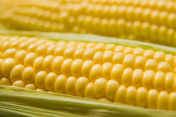 De vrucht van de zaden van de maïs-closeup. — Stockfoto