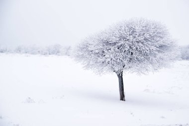 Kar kış alanında ağaç kaplı