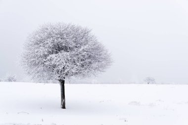 Kar kış alanında ağaç kaplı