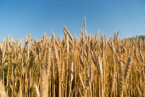 Oreilles de blé poussant sur le champ — Photo