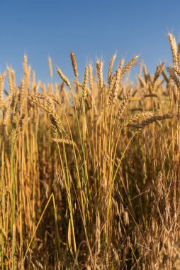 Tarlada yetişen buğday kulakları