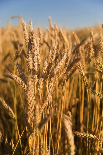 Tarlada yetişen buğday kulakları — Stok fotoğraf
