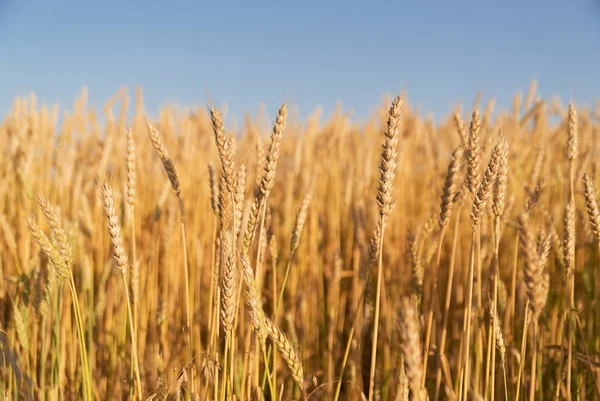Oren van tarwe die op het veld groeien — Stockfoto