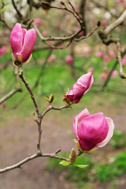 Bitkiler Manolya baharda çiçeklerin açtığı yerde.