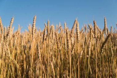 Tarlada yetişen buğday kulakları