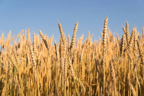 Oren van tarwe die op het veld groeien — Stockfoto