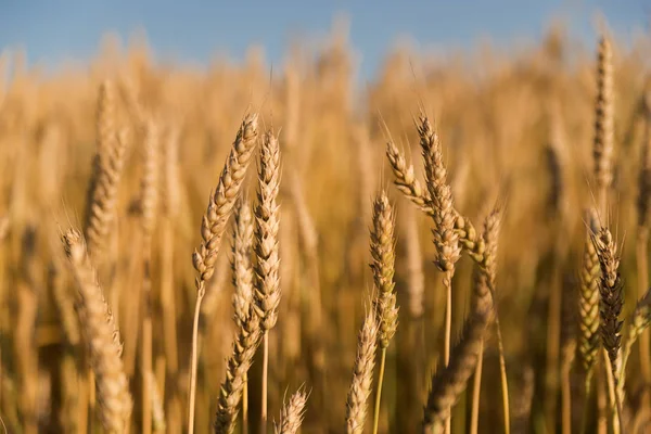 Oren van tarwe die op het veld groeien — Stockfoto