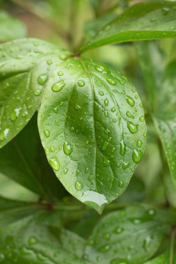Büyüyen bitkiler yeşil yeşillik üzerinde yağmur damlaları