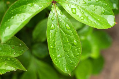 Büyüyen bitkiler yeşil yeşillik üzerinde yağmur damlaları