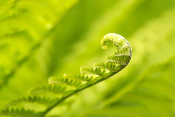 Plantas follaje helecho crece en el bosque —  Fotos de Stock