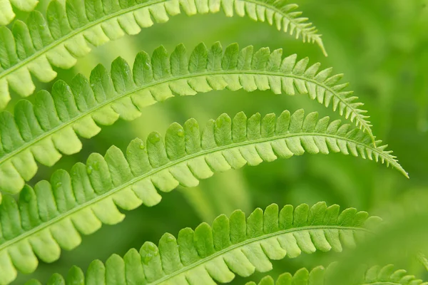 Plantas de folhagem samambaia cresce na floresta — Fotografia de Stock