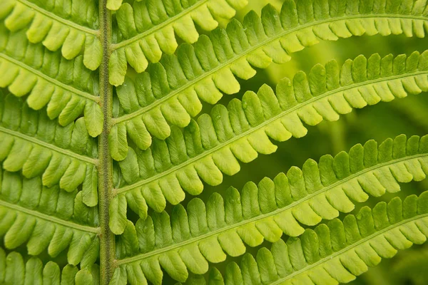 Plantas de folhagem samambaia cresce na floresta — Fotografia de Stock