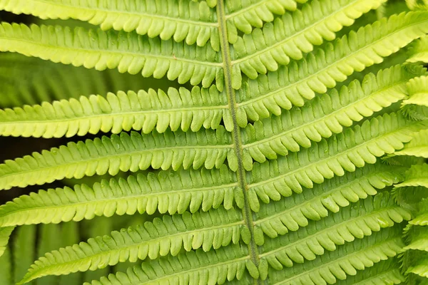 Lehtikasvit saniainen kasvaa metsässä — kuvapankkivalokuva