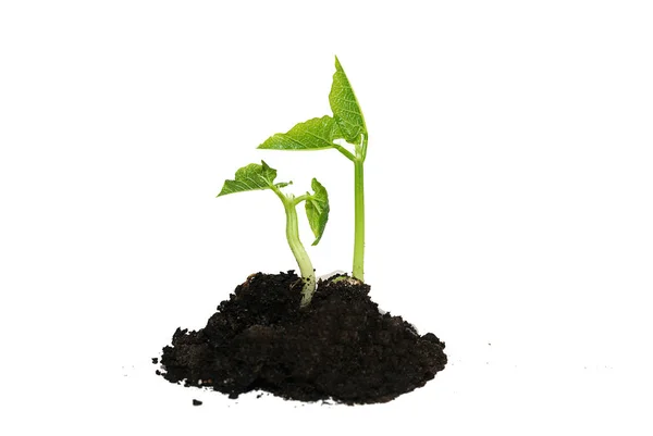 The young plant grows from the ground — Stock Photo, Image