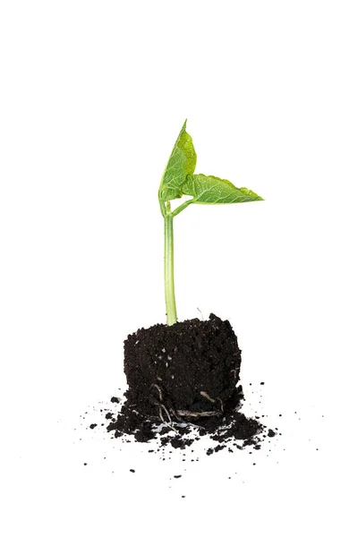 The young plant grows from the ground — Stock Photo, Image