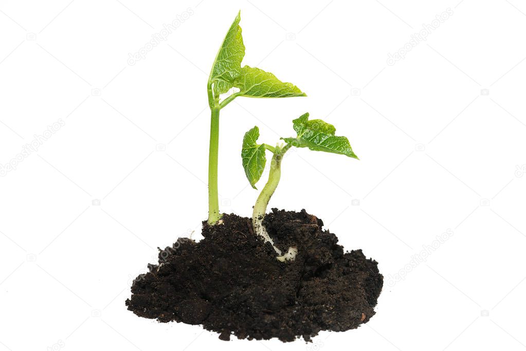 The young plant grows from the ground