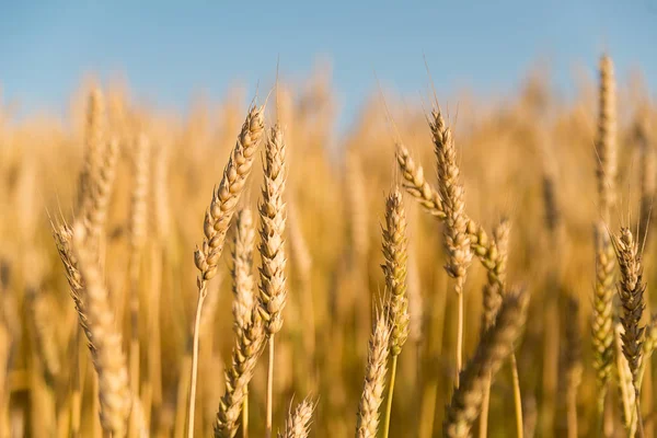 Oren van tarwe die op het veld groeien — Stockfoto