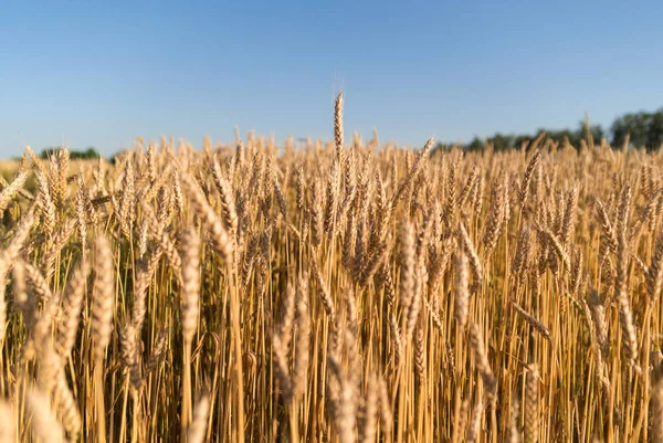 Orelhas de trigo crescendo no campo — Fotografia de Stock