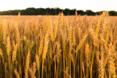 Tarlada yetişen buğday kulakları