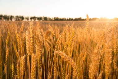 Tarlada yetişen buğday kulakları