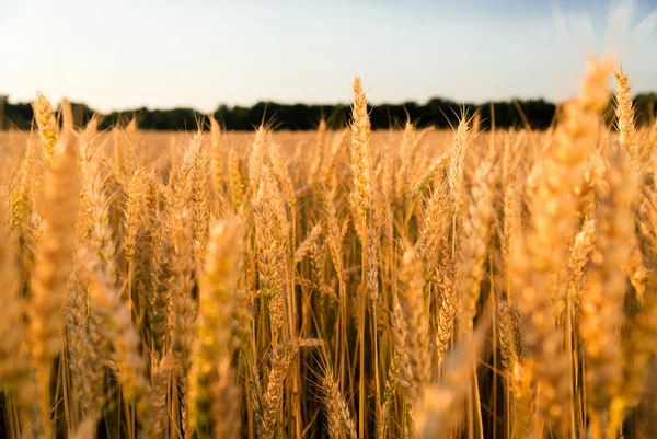 Tarlada yetişen buğday kulakları