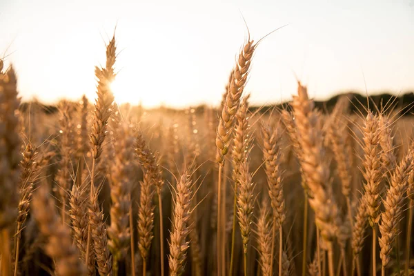 Tarlada yetişen buğday kulakları