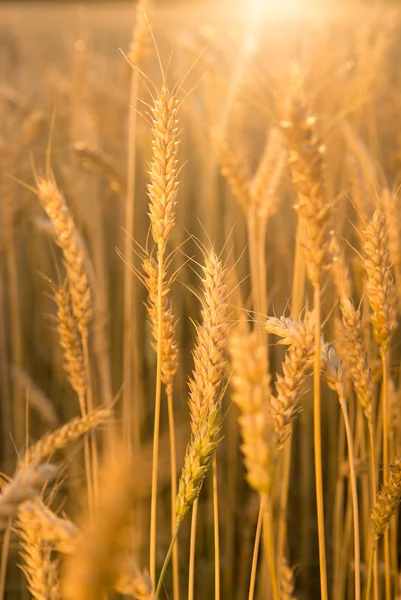 Uši pšenice pěstované na poli Royalty Free Stock Fotografie