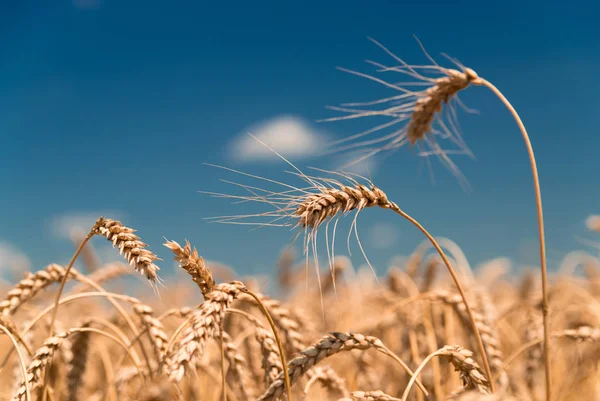 Uši pšenice pěstované na poli Stock Obrázky