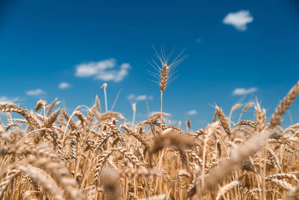 Oren van tarwe die op het veld groeien — Stockfoto