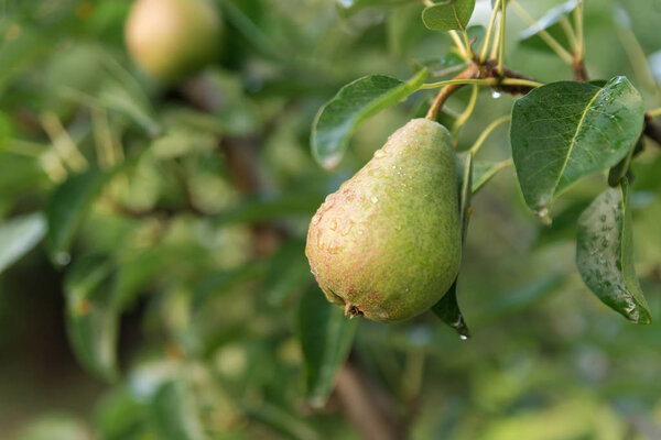Pear ripens on a tree branch in the garden