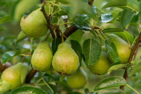梨子成熟在花园里的树枝上 免版税图库图片